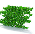 植物模型