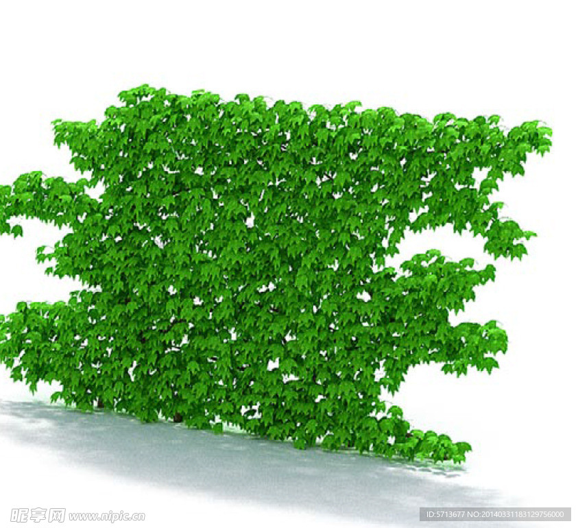 植物模型