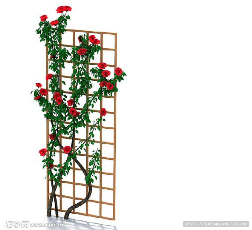 植物模型