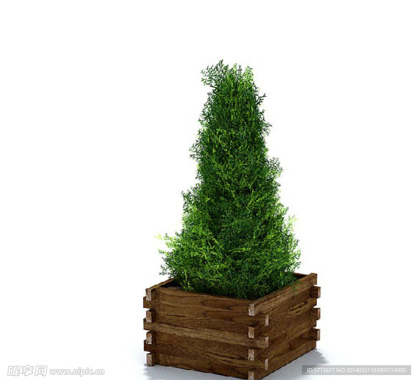 植物模型