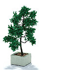 植物模型