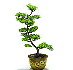 植物模型
