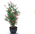 植物模型