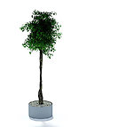 植物模型