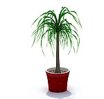 植物模型