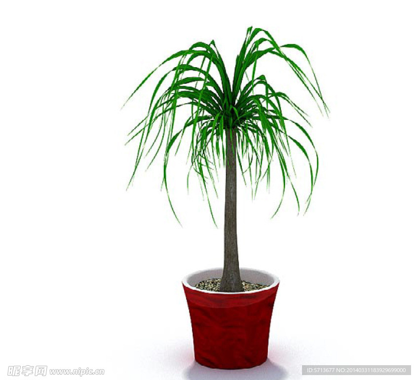 植物模型