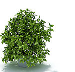 植物模型