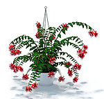 植物模型