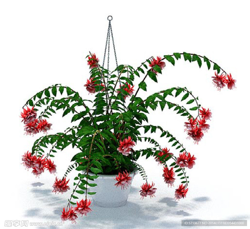 植物模型