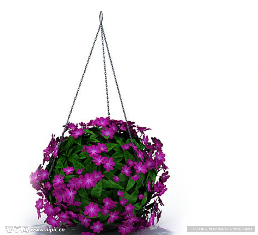 植物模型