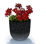 植物模型