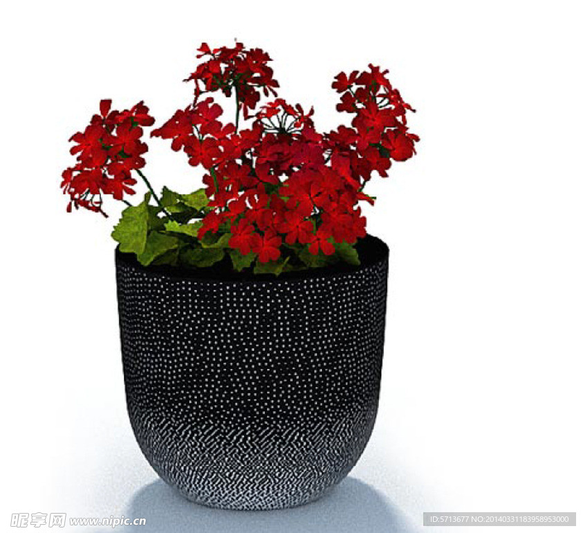 植物模型