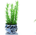 植物模型