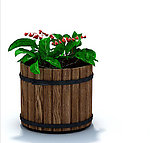 植物模型