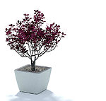 植物模型