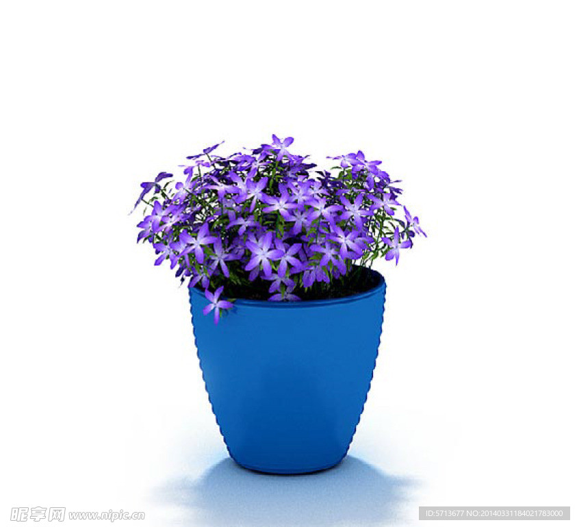 植物模型