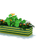 植物模型