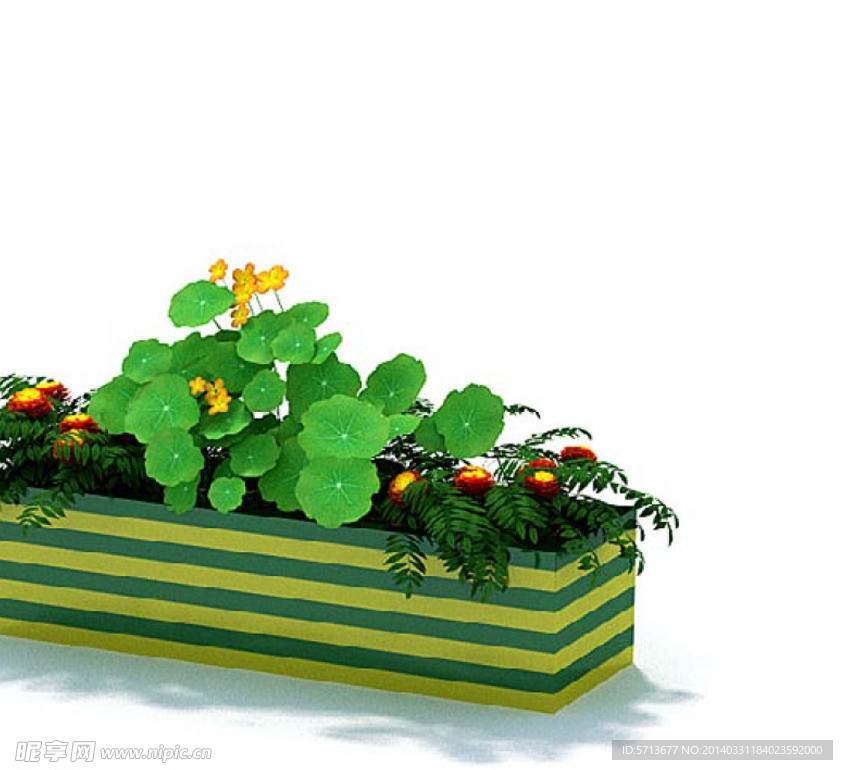 植物模型