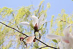 玉兰花
