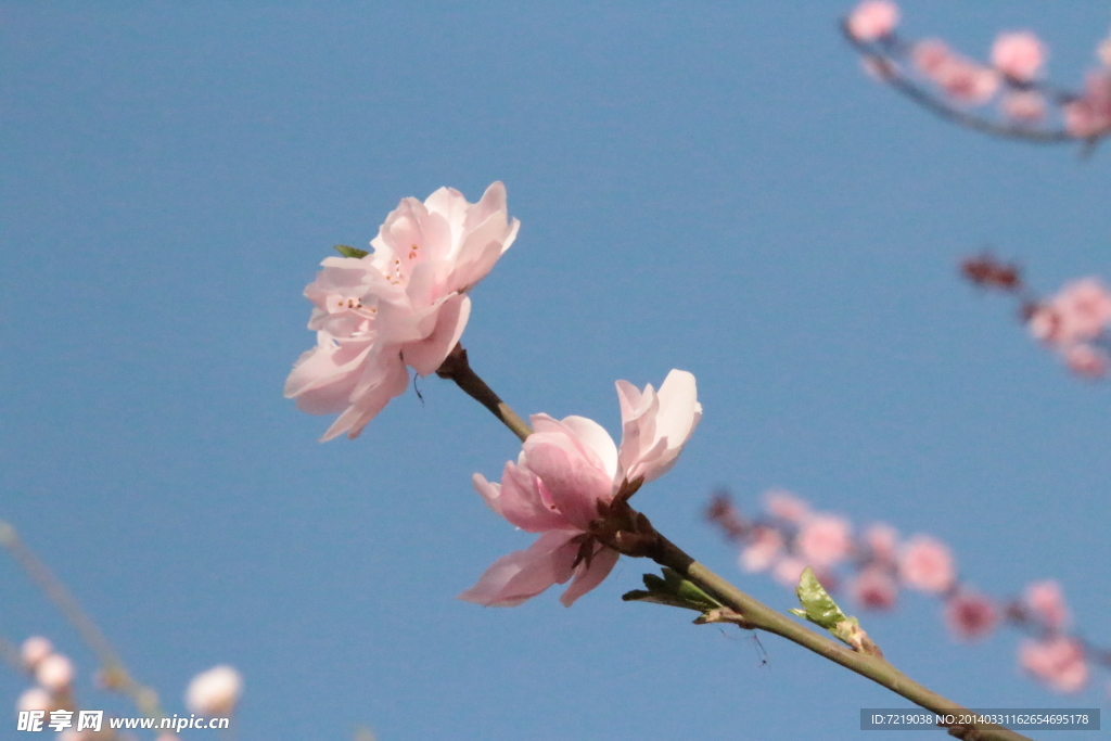 桃花