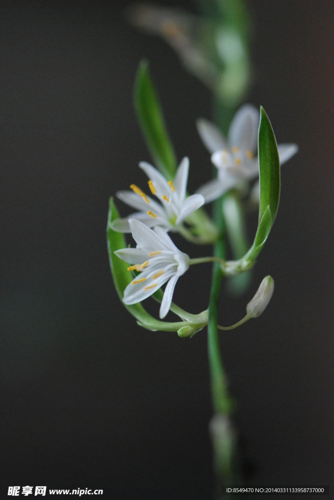 吊兰开花