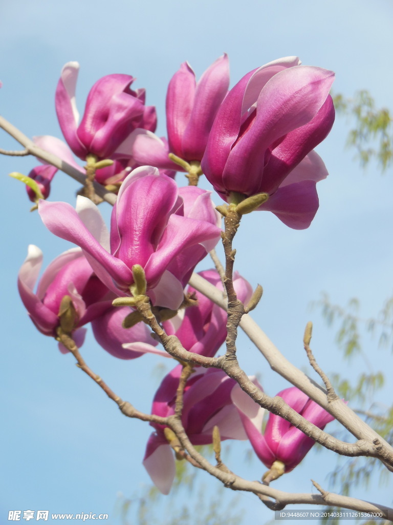 玉兰花