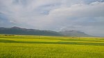 黄花 高山 蓝天