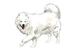 牧羊犬