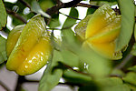 杨桃