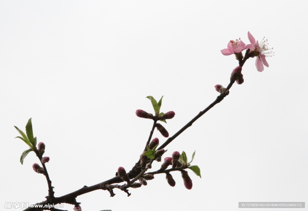 桃花