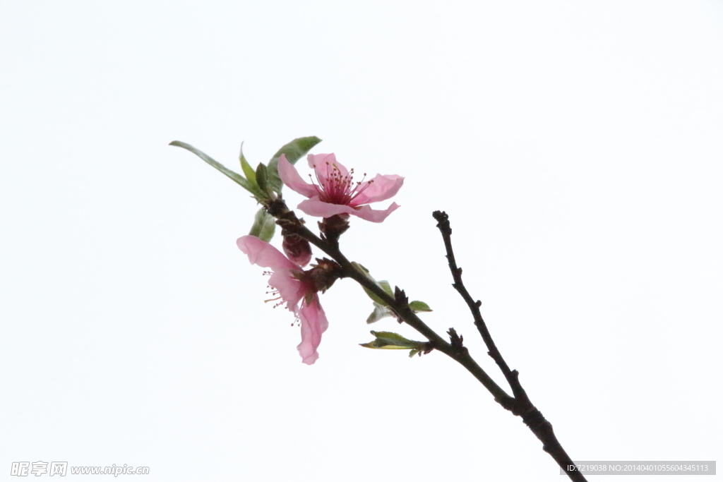桃花