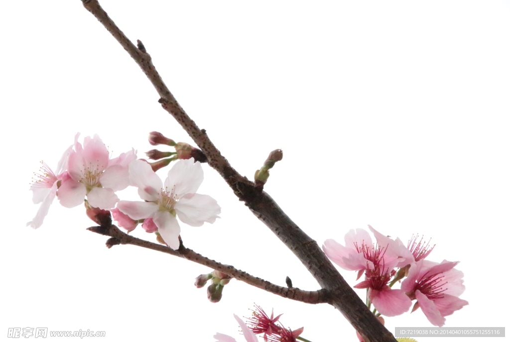 桃花