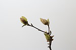 玉兰花