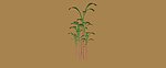 野生植物