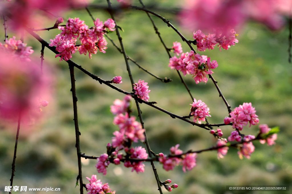 满枝桃花