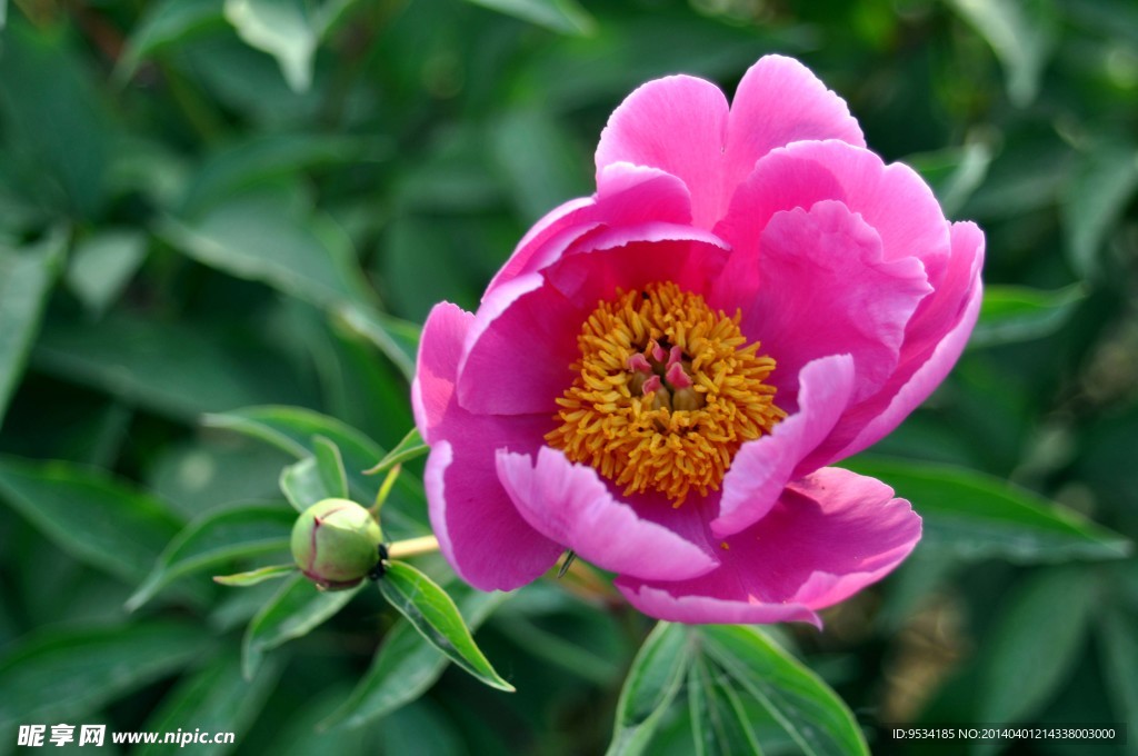 芍药花