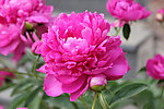 芍药花
