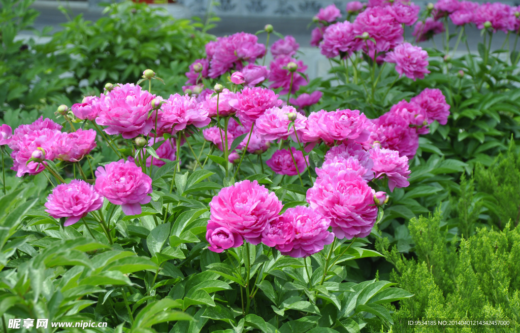 芍药花