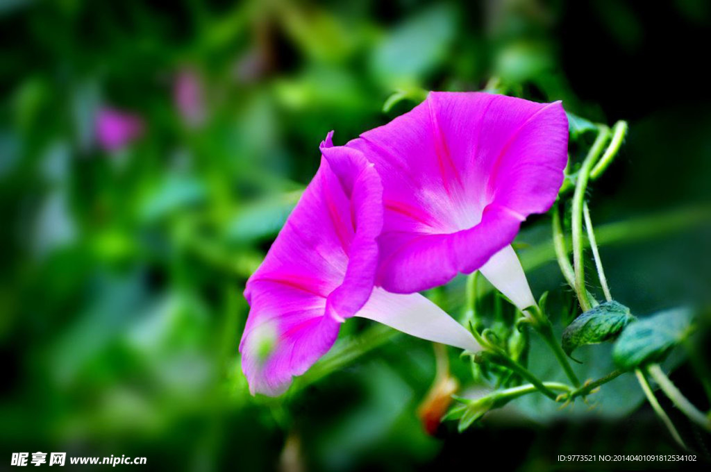 牵牛花