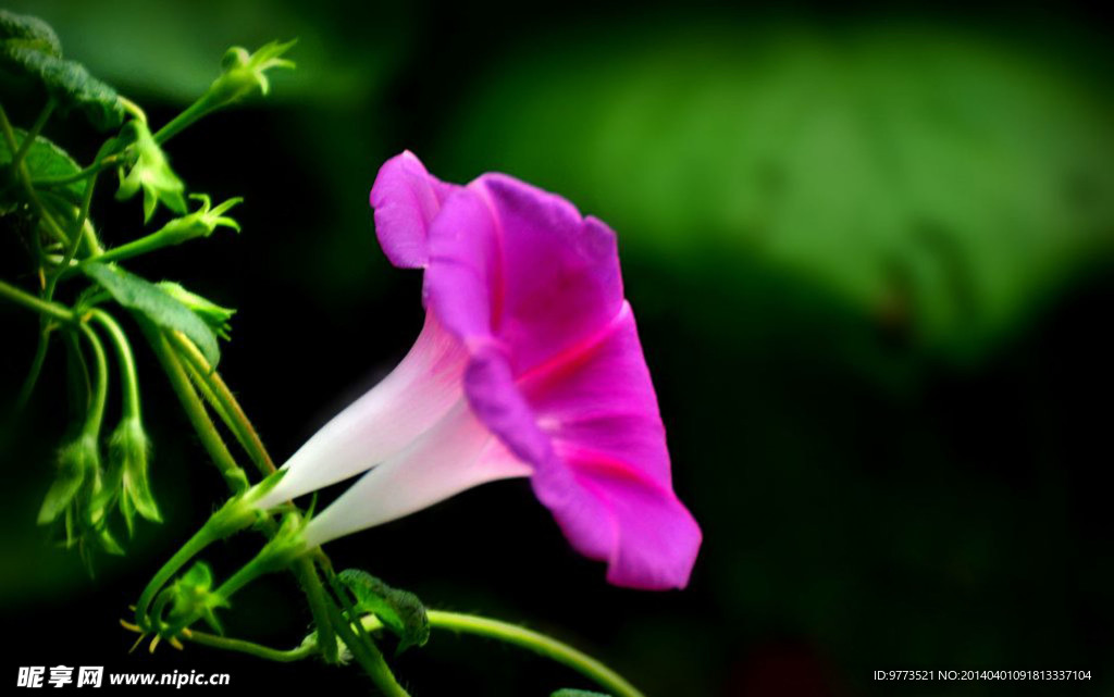 牵牛花