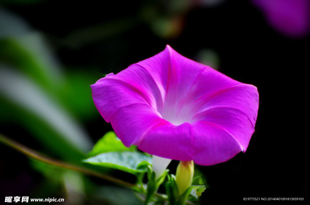 牵牛花