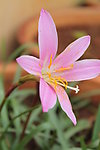 百合花