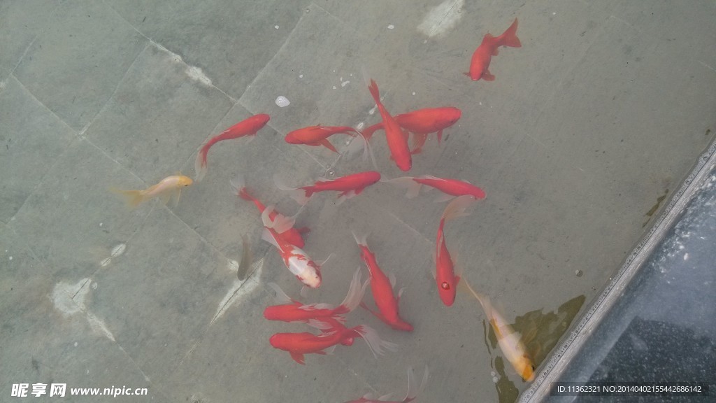 锦鱼