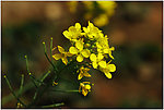 油菜花