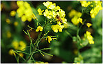 油菜花和蜜蜂
