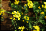 油菜花蜜蜂