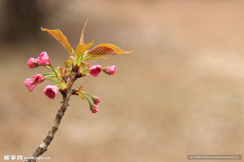 樱花