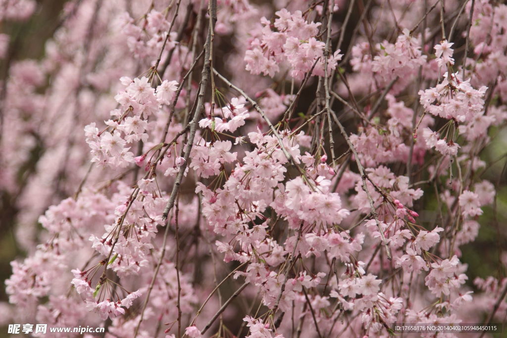 樱花