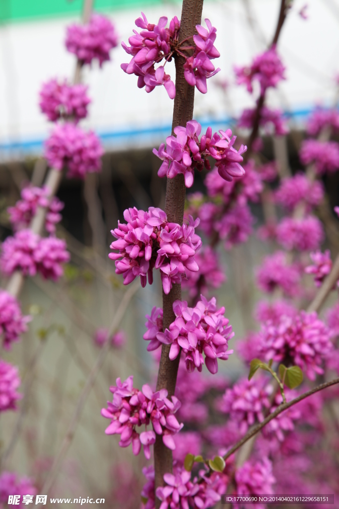紫荆花