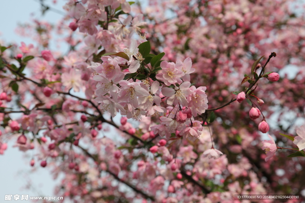 樱花